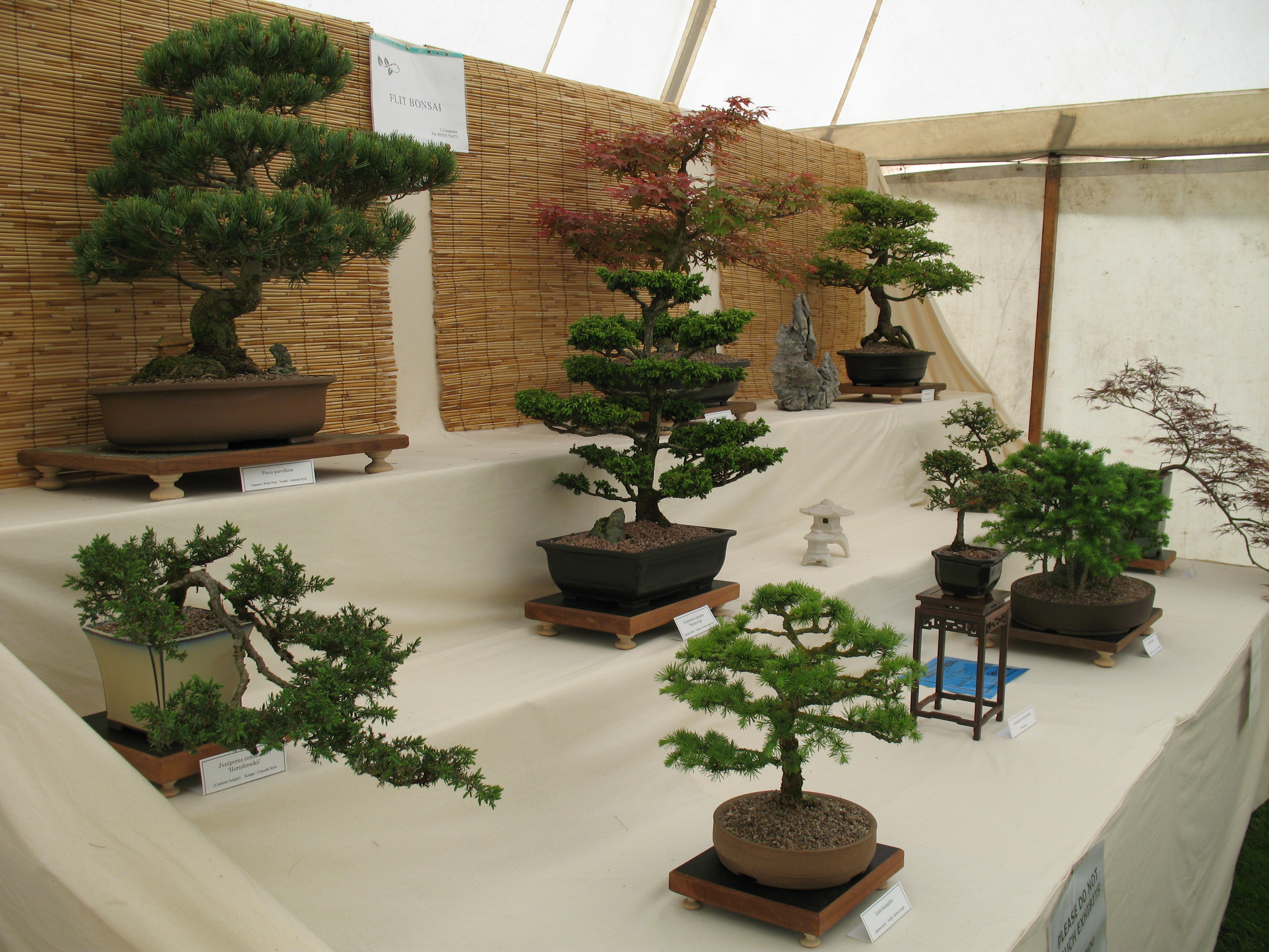 bonsai_10
