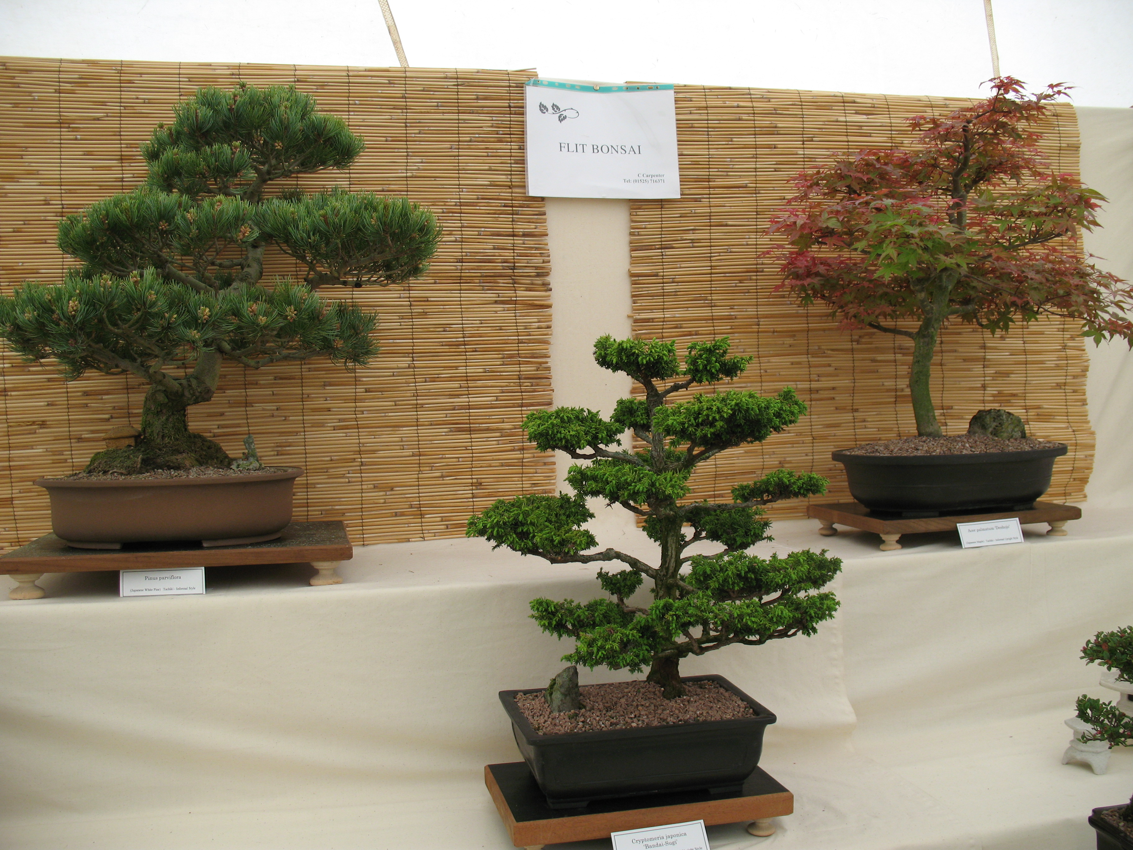 bonsai_2