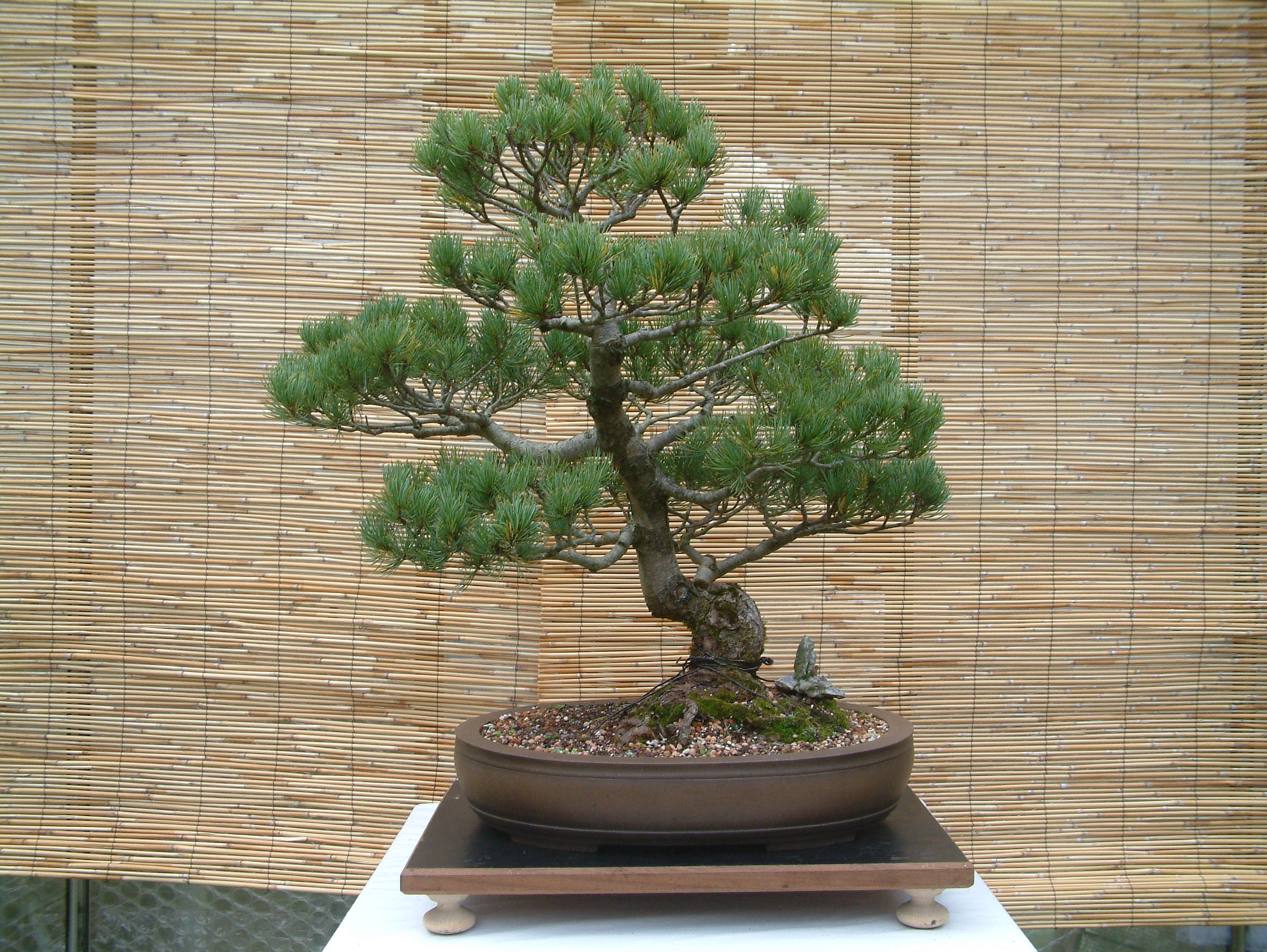 bonsai_3