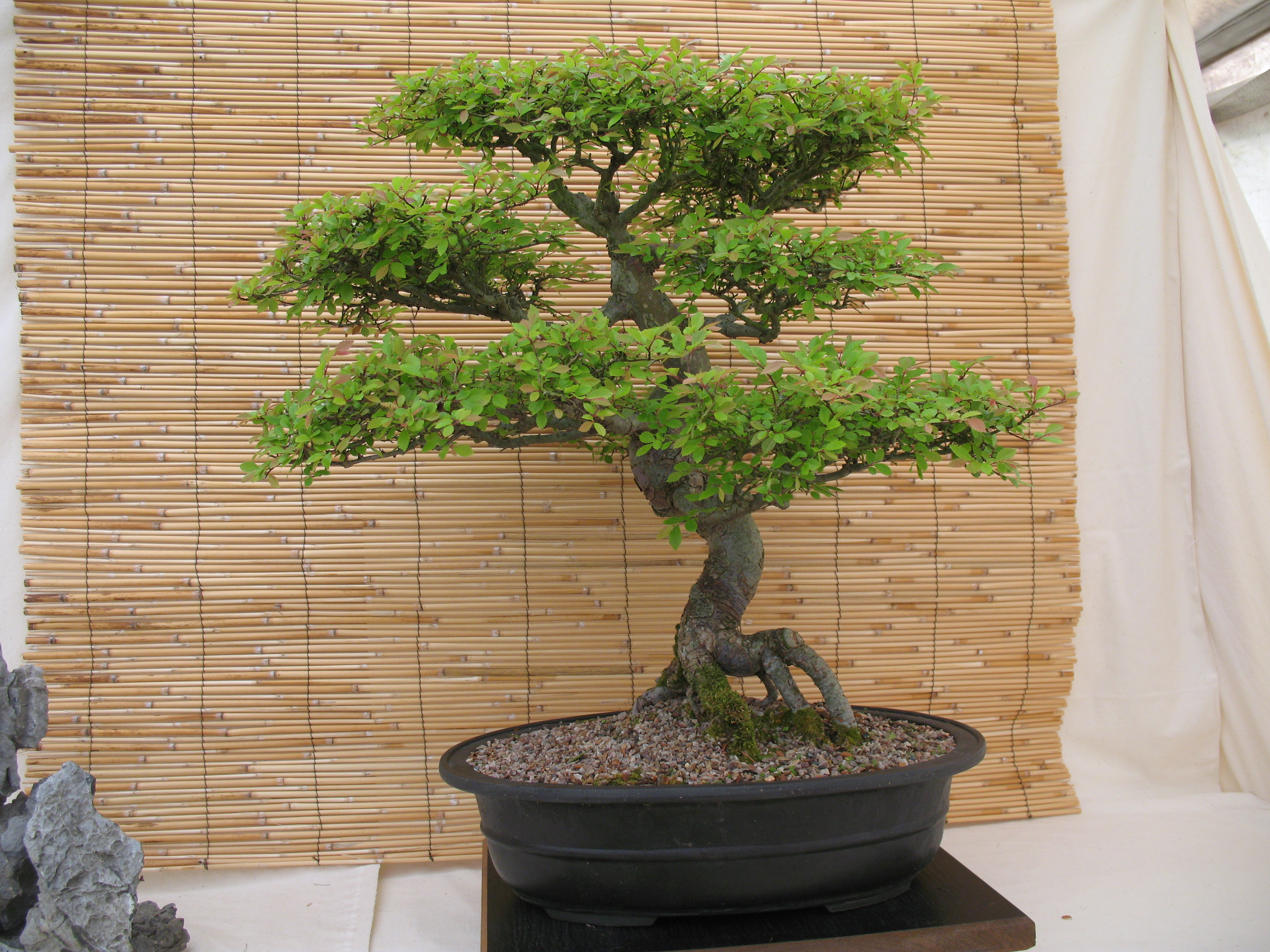 bonsai_5