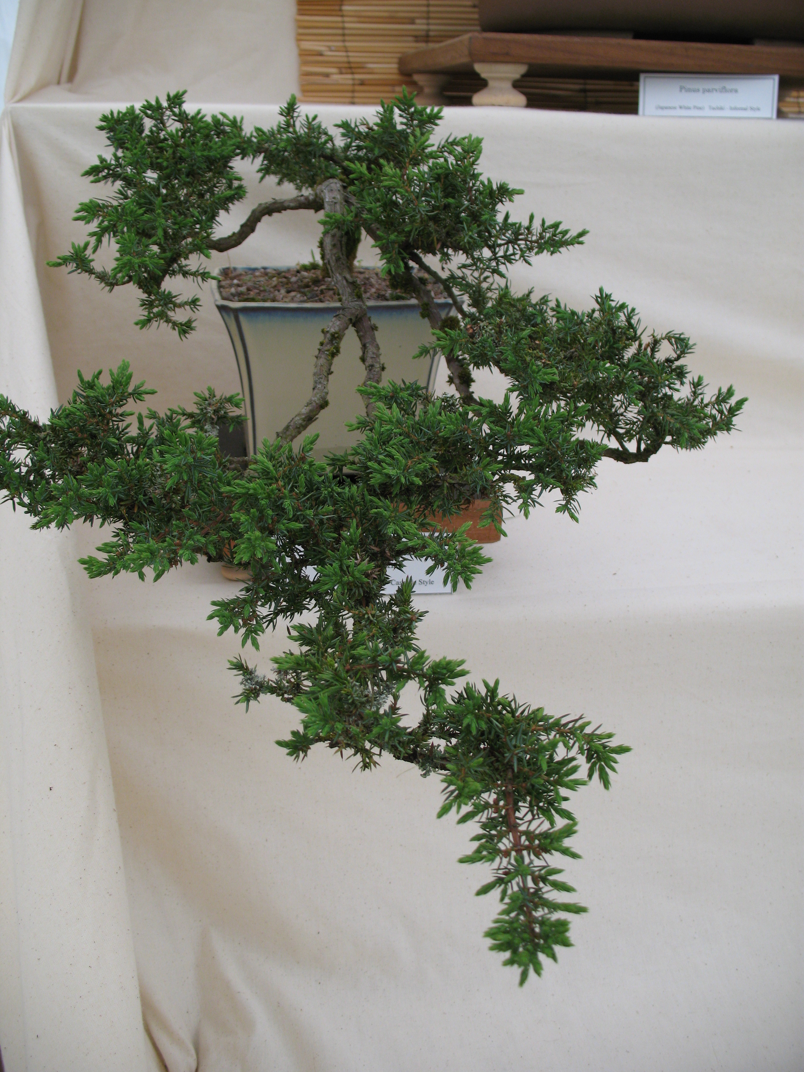 bonsai_6