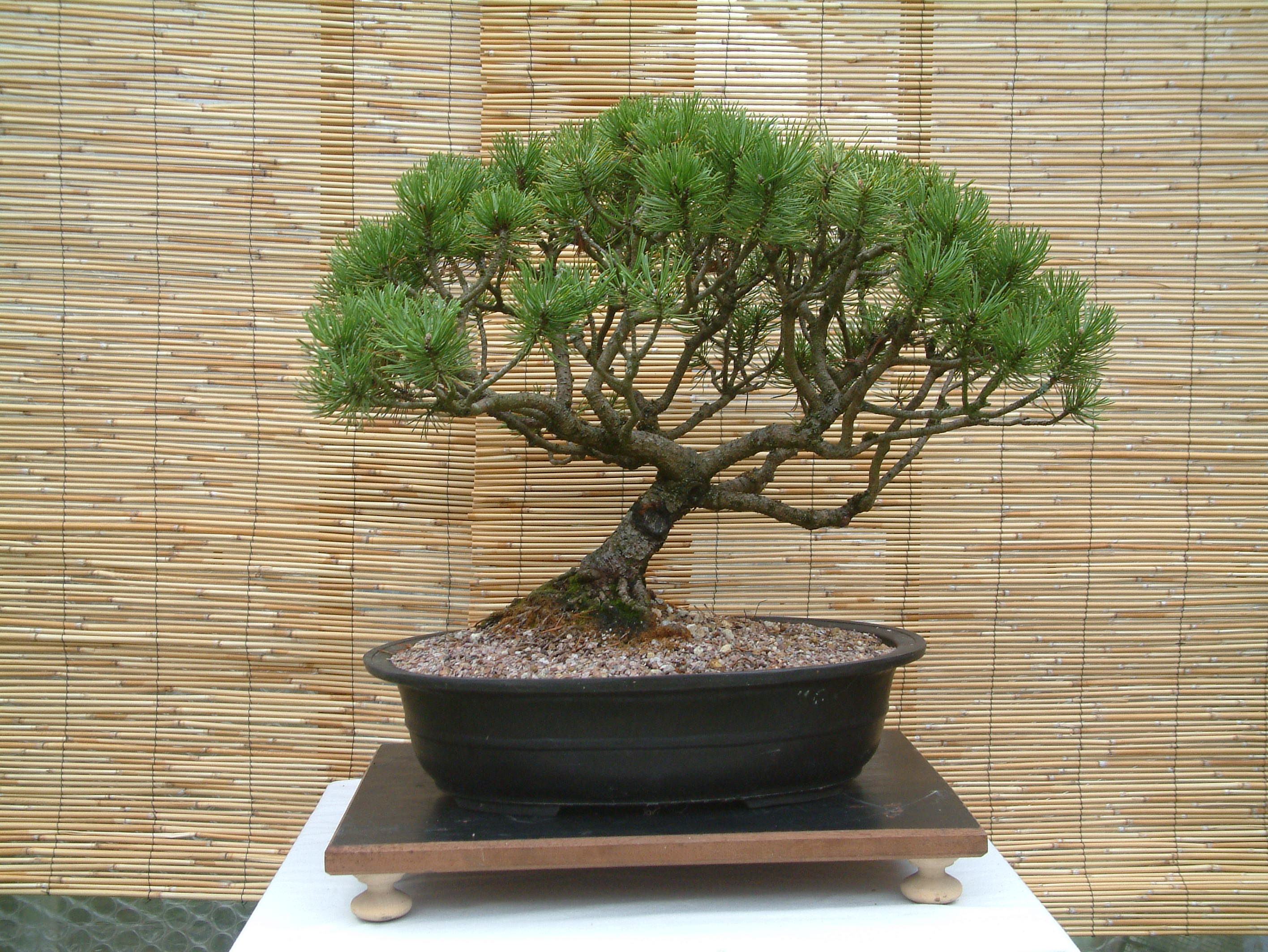 bonsai_7