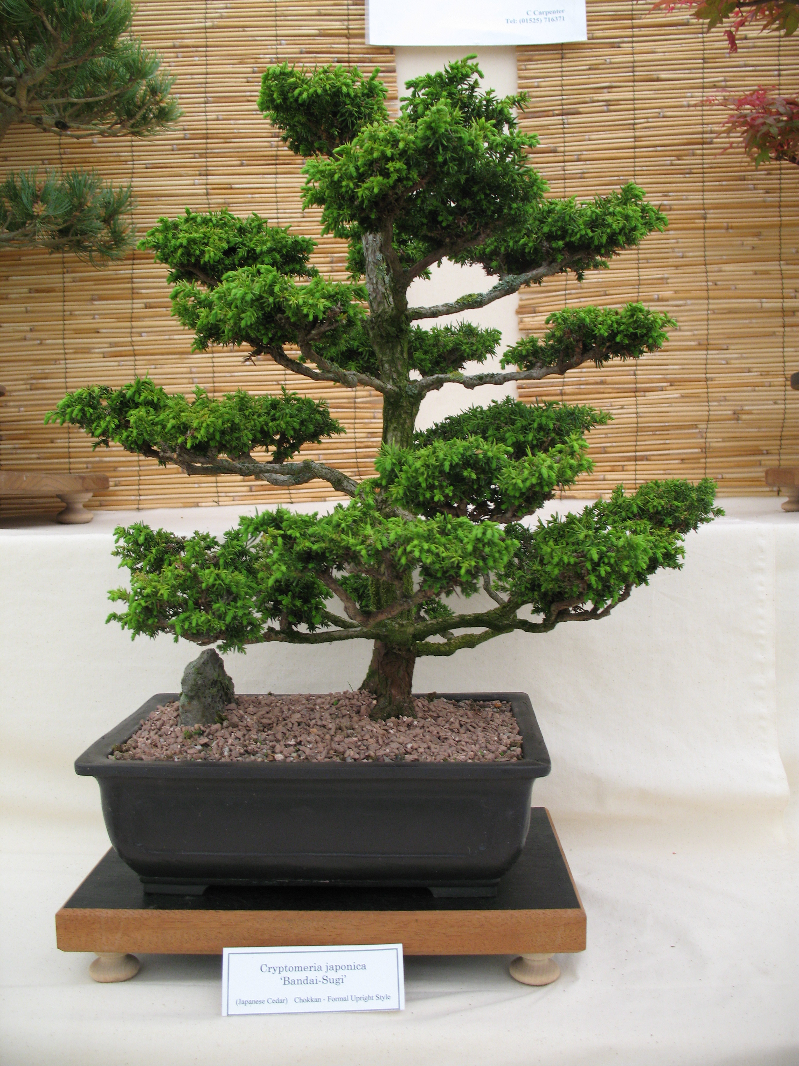 bonsai_9